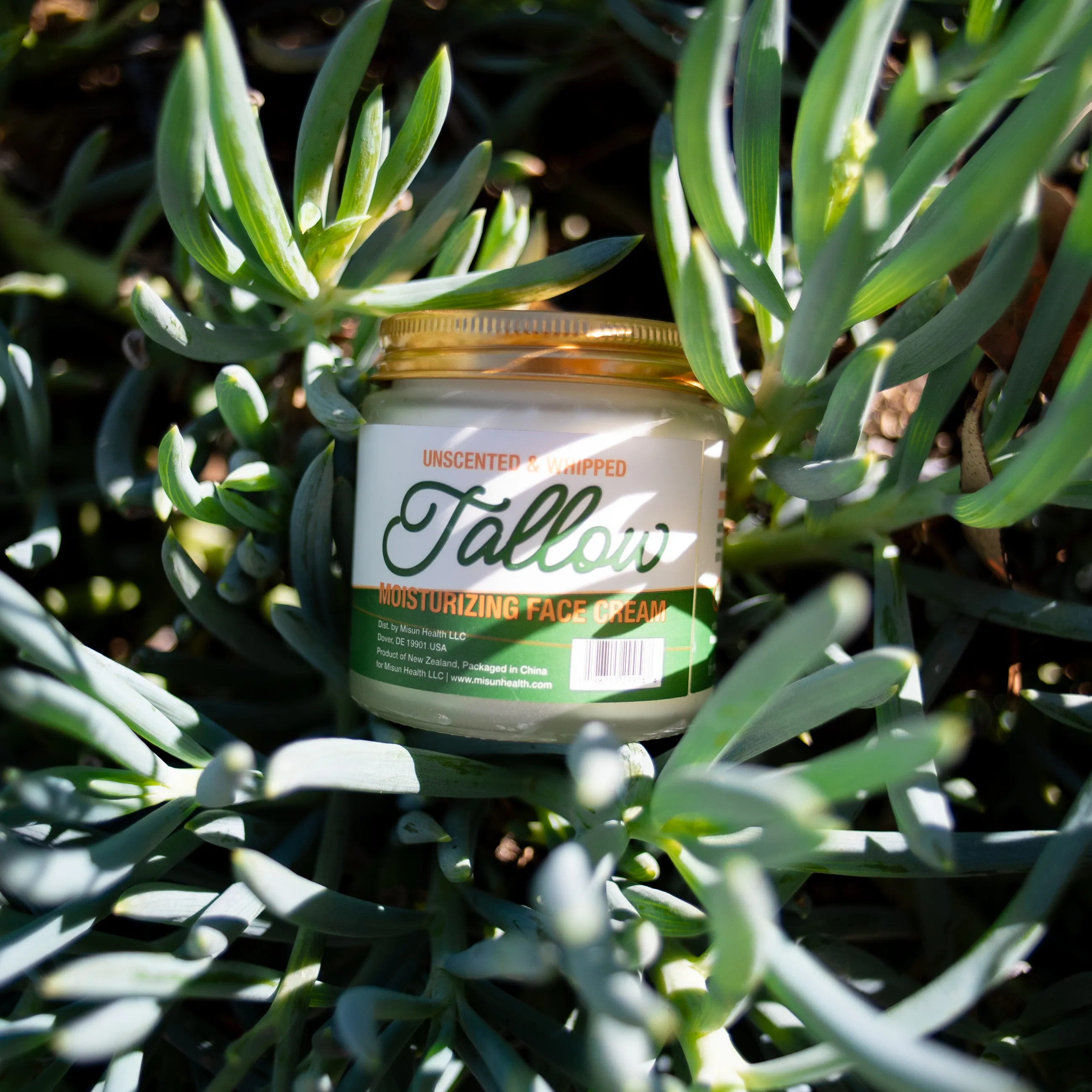 Misun Health whipped tallow jar nestled among succulents